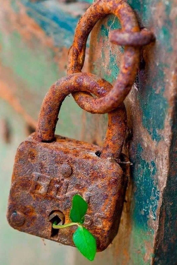 A green shoot growing out of the keyhole of an old rusted padlock