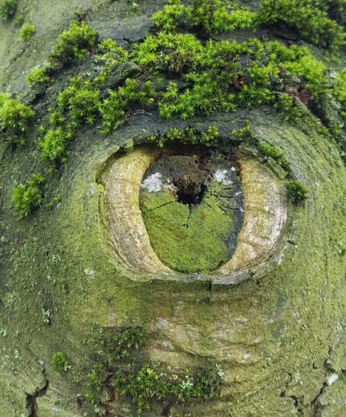 An eye-shaped knot in moss-covered bark